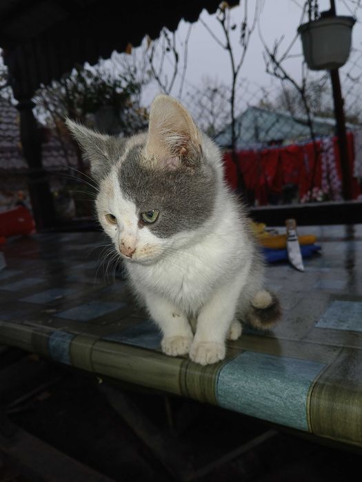 Donez pisici mici si dragute.