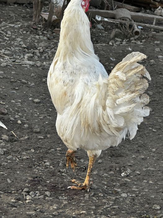 Vand gaini/cocosi din toate rasele 55 de lei buc