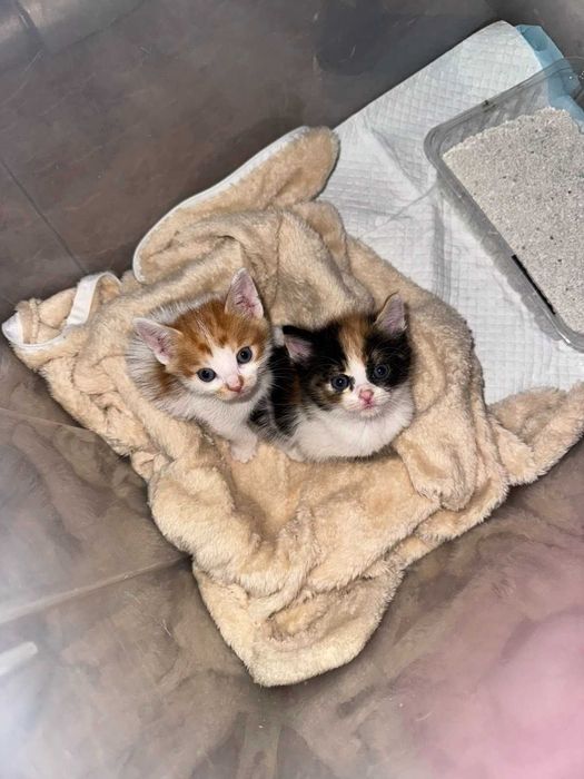 Котета търсят дом