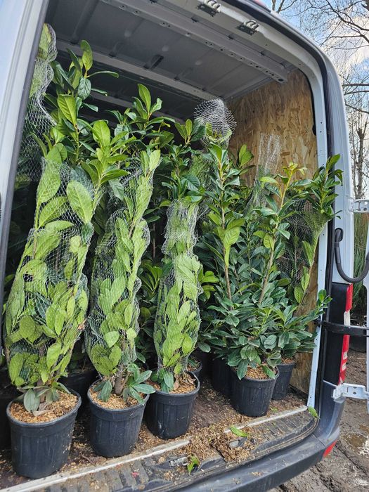 Laur englezesc lelandy diferite dimnsiuni pret accesibil