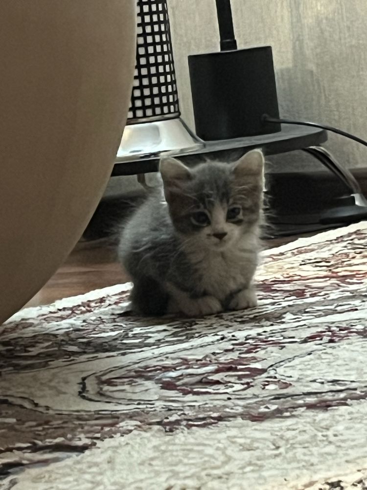 отдам даром котята