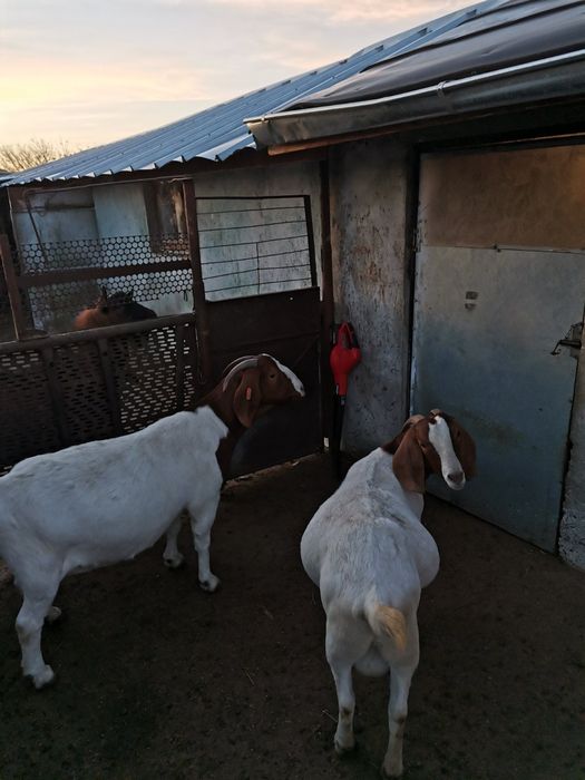 Продавам заплодени кози