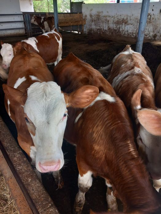 Vând tăurași și vițele