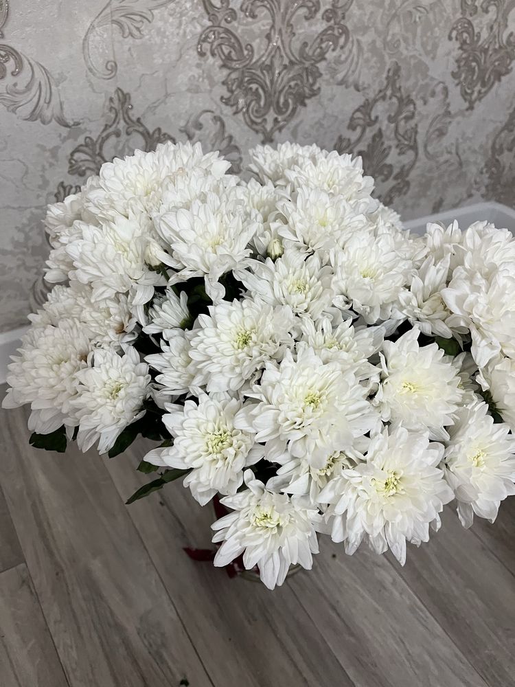 Цветы Хризантема