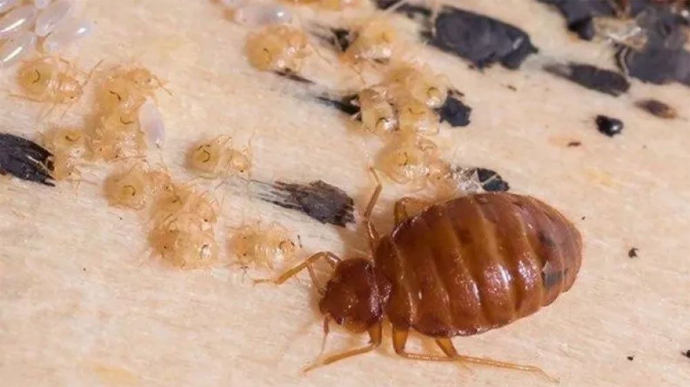 Dezinfeksiya Tarakan Klapaga xidsiz GERMANYA pereparati bilan