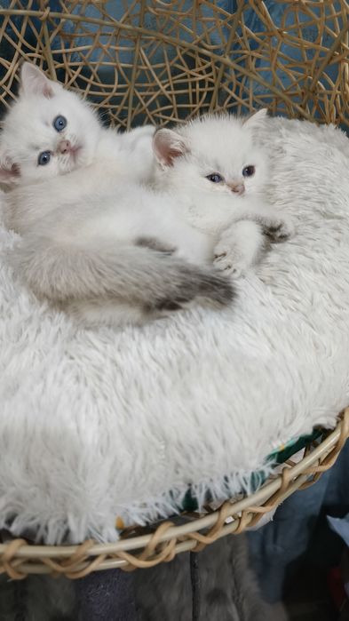 Продаётся чистокровные котята колорные