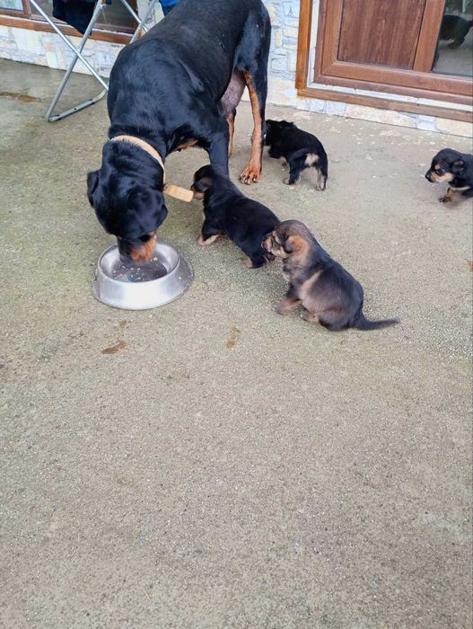 Подарявам малки ротвайлери