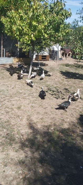 Vând rațe mute tinere