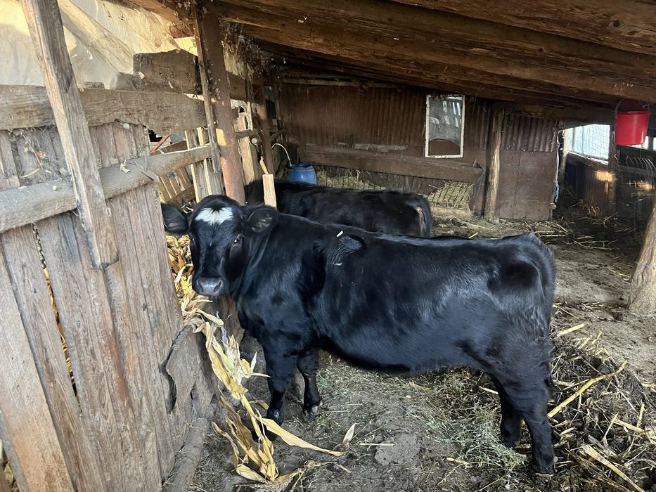 Vand 2 vitei de carne-300 kg, 6-8 luni