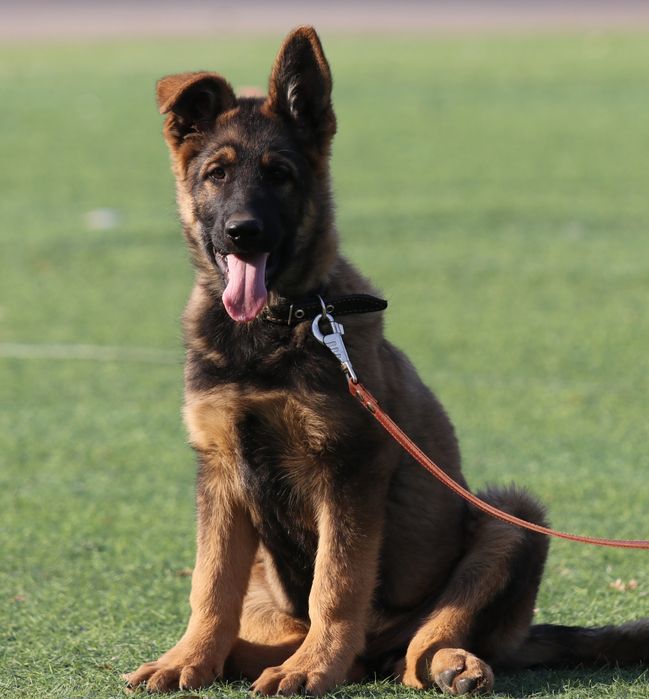 Щенки Немецкой Овчарки Рабочии Линии.