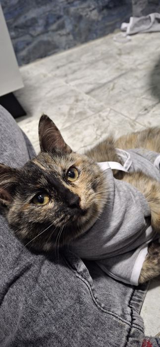 Продам !только в квартиру !2 самок им уже 7 месяцев стерилизованные