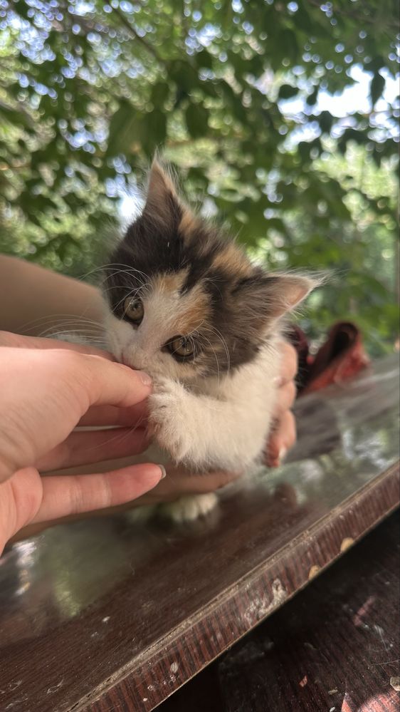 Ребёнок кошки в семью
