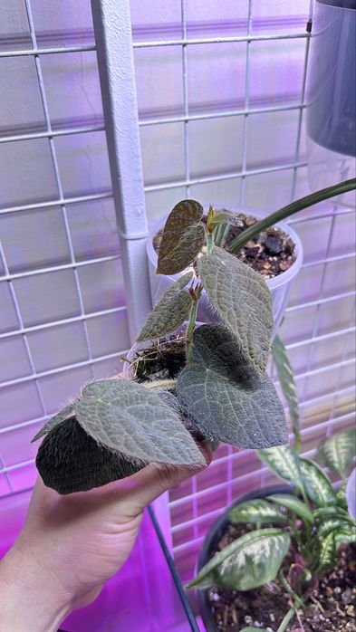 Продается Фикус Villosa.