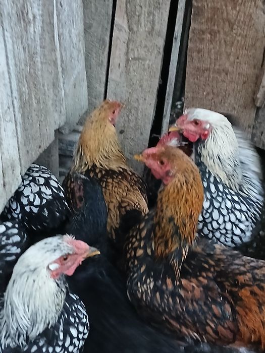 Găini de rasa de vanzare