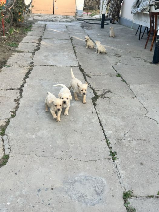 Продаем лабрадоров щенков