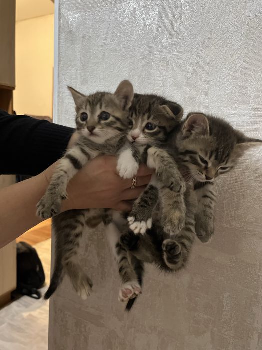 раздаем котят актобе