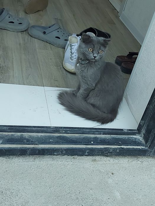 Продаётся кошка породы Скоттиш Страйт