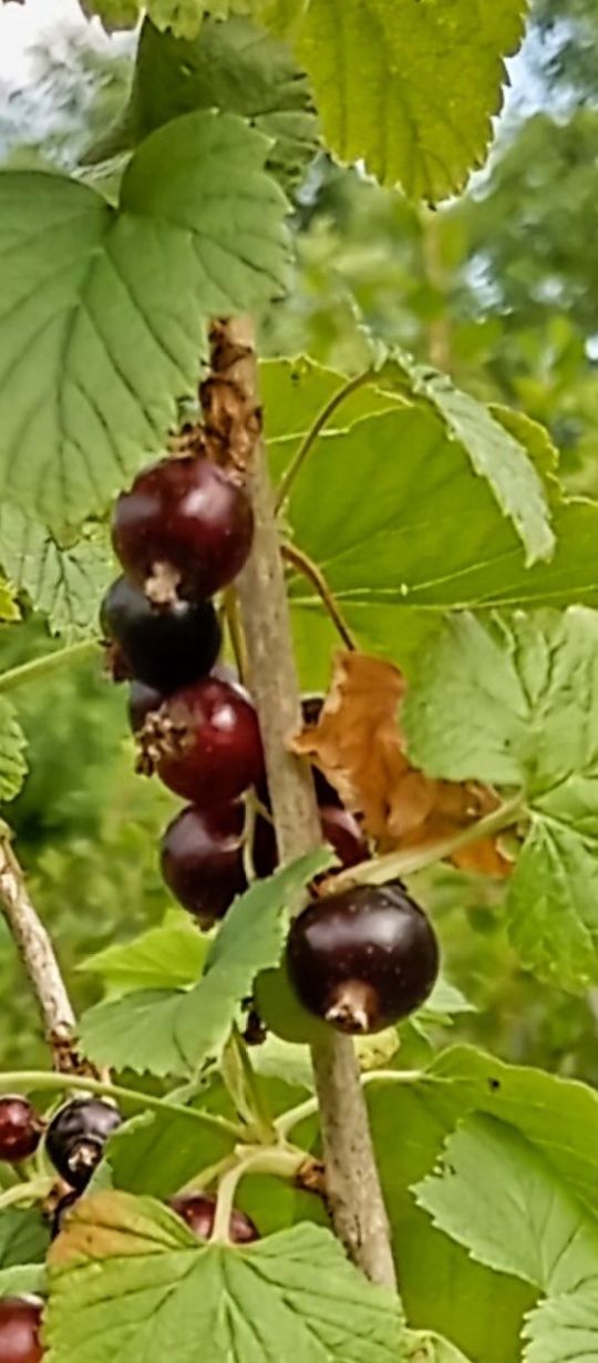 Sirop de coacaze