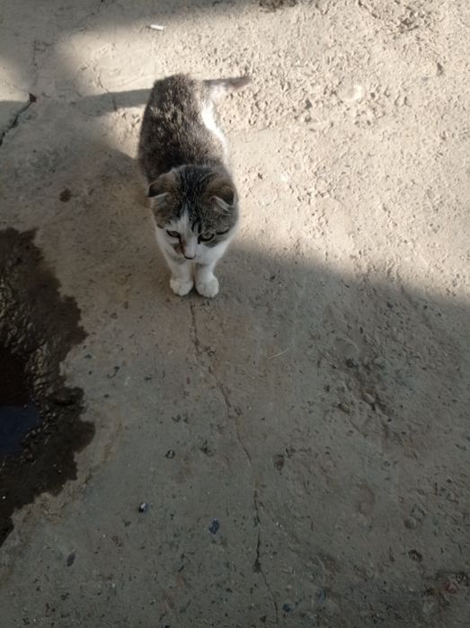 Продается коты породистые .