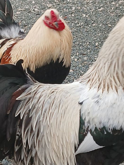 Cocoși brahma tineret