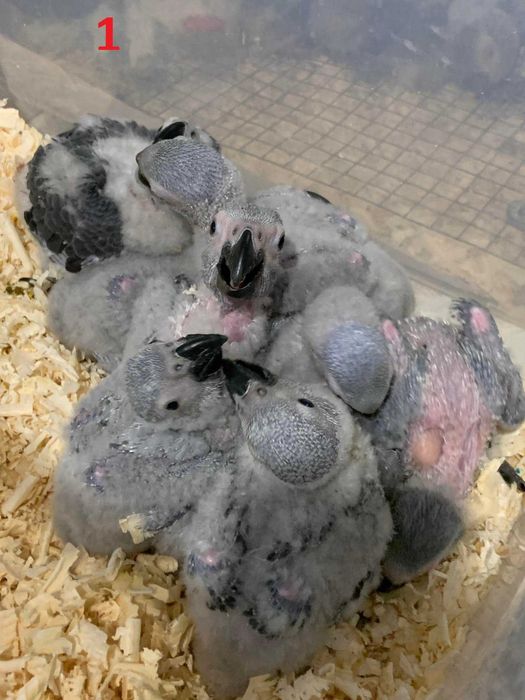 Папагали кралско Жако - ръчно хранени цени от 1100лв на ЕДРО!