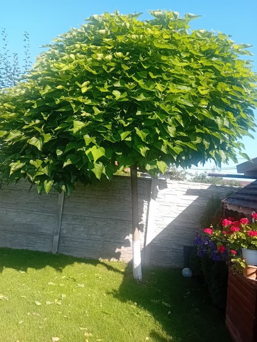 Vând copaci ornamentali pentru umbrire