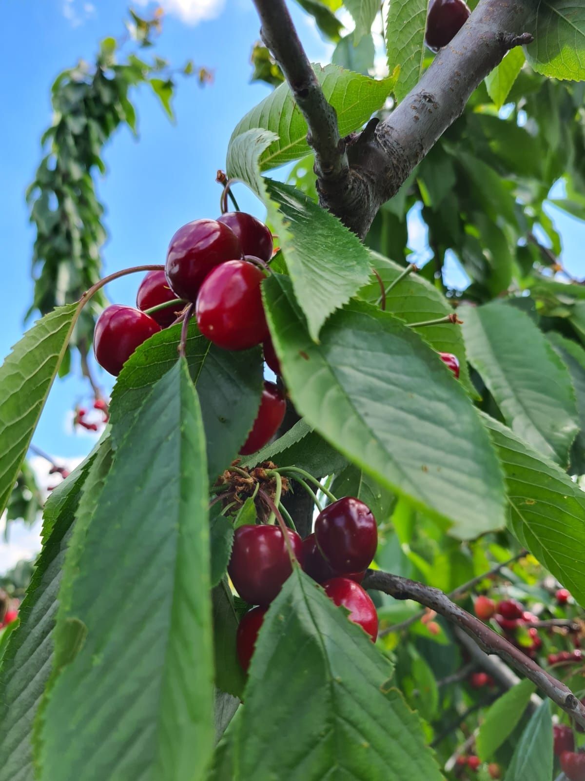 Cirese bio dulci