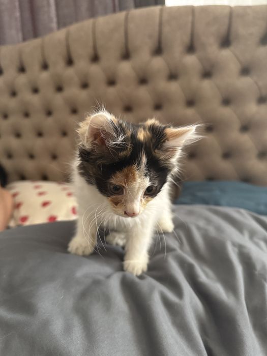 Котенок 2м бесплатно