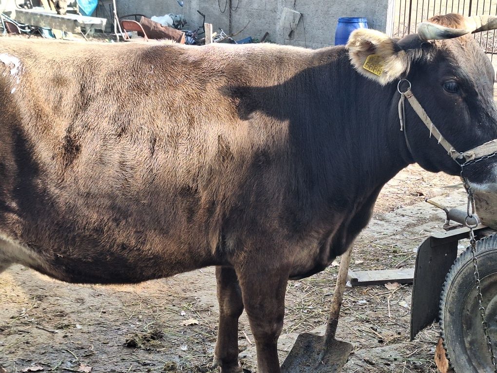 Vând Vaca bună de lapte