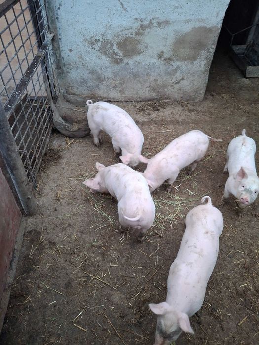 Продавам малки прасенца месодайна порода!