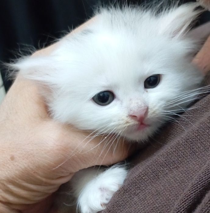 Котята в хорошие руки