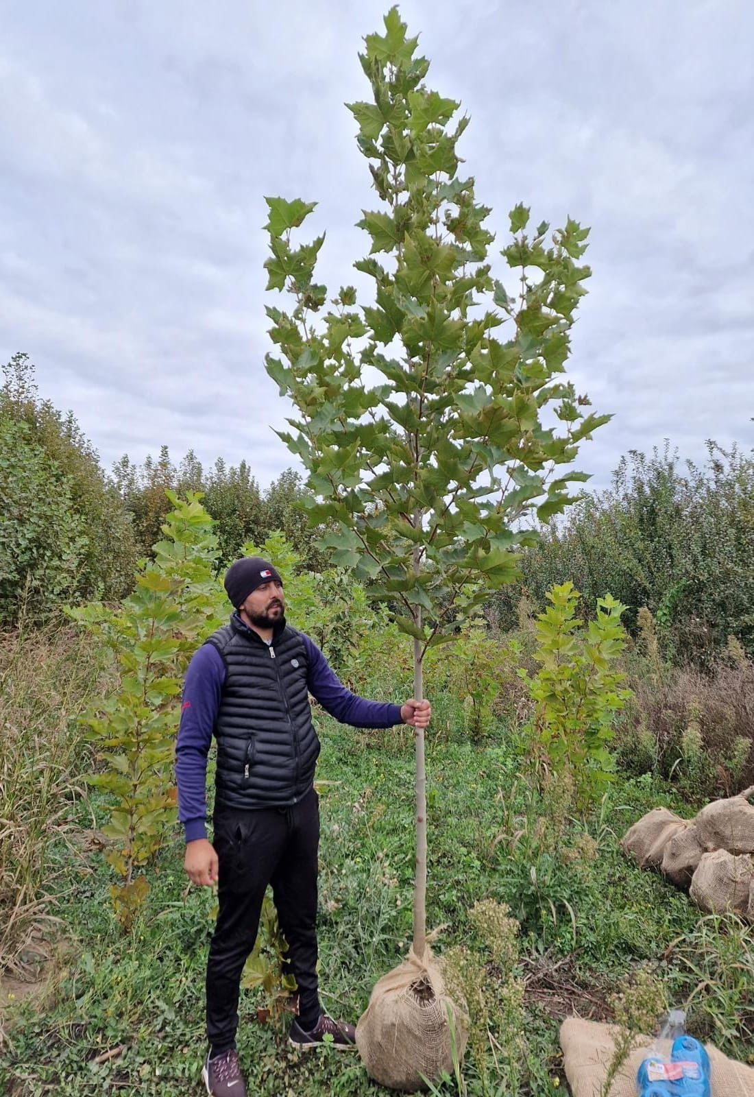 Vindem platan. Tei. Mesteacăn. Carpinus. Frasin.