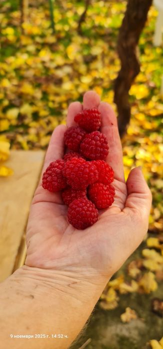 Продавам Био разсад малини сорт Люлин