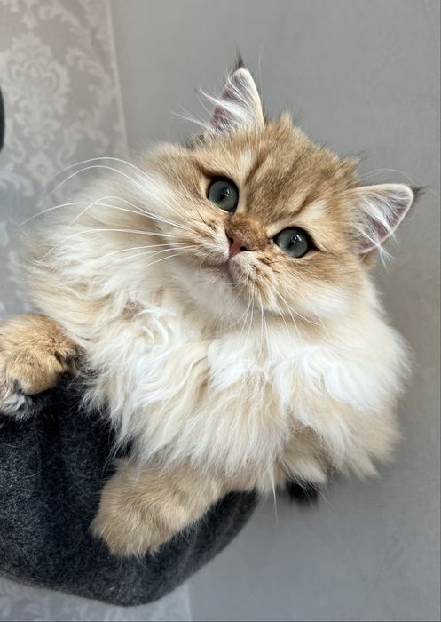 British golden cu pedigree