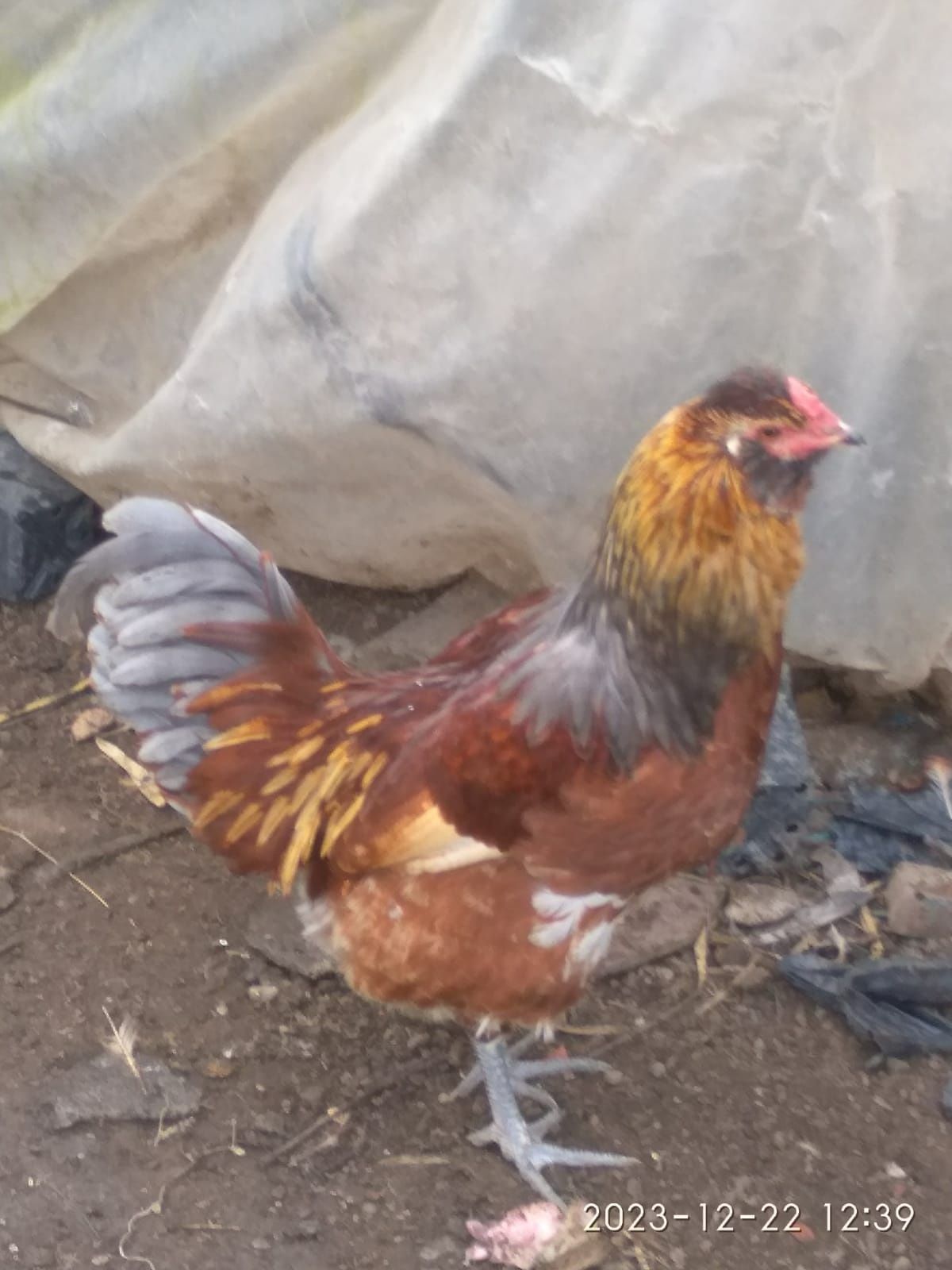 Cocoși Ameraucana cu barbuta