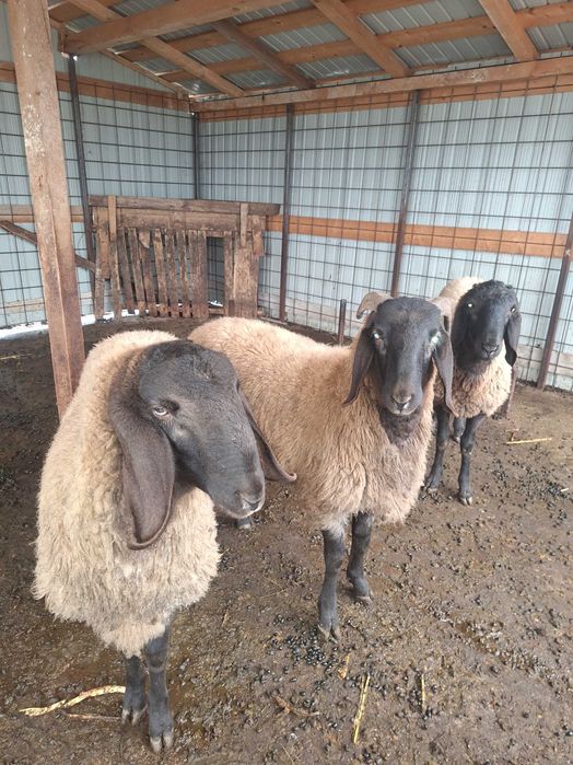 Vand berbecuti crescuti bio