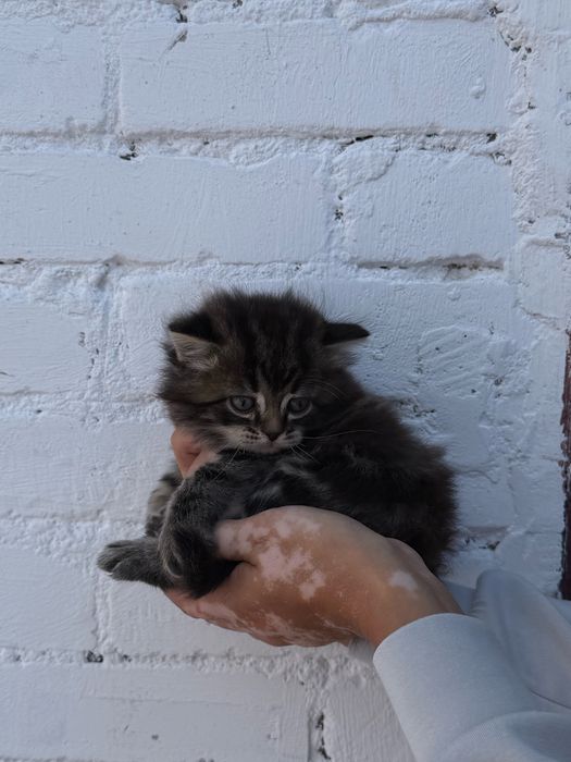 Котята бесплатно