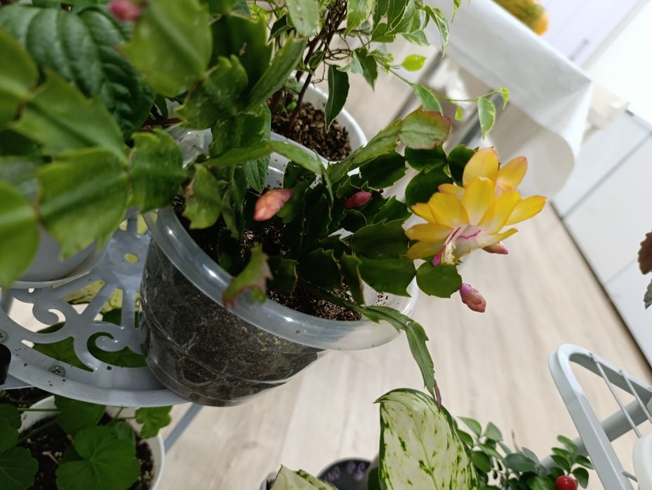 Декабрист декабрист