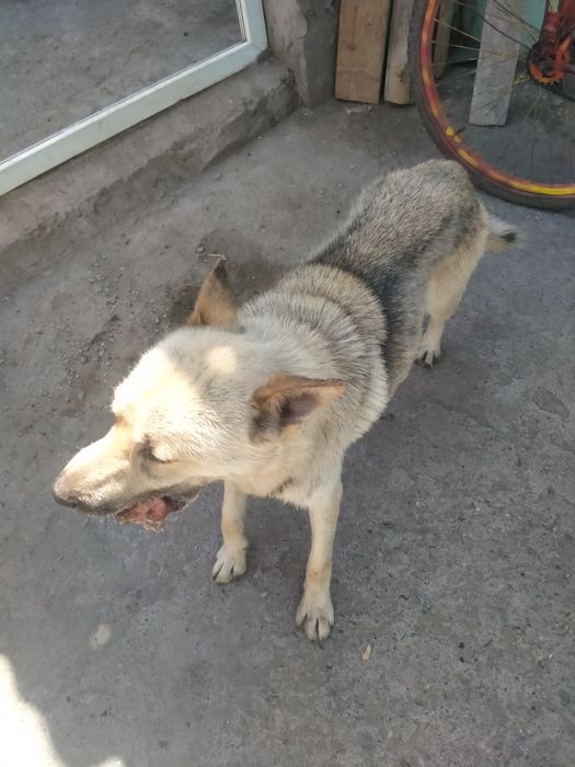 Продам хаски кабель