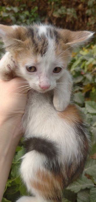 Отдам в хорошие руки трёхцветного котёнка, который приносит счастье!