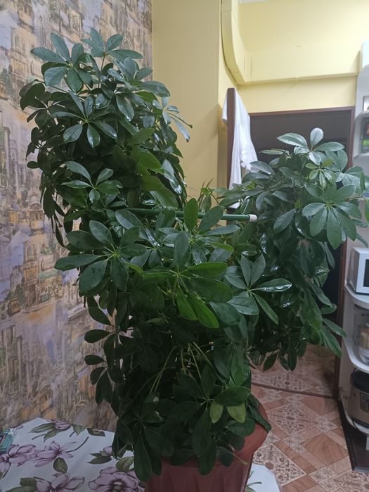 Шефлера, 110 см. Пушистая, в форме сердечка