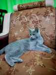 Britaniya kalta yunglisi (ko'k) British shorthair