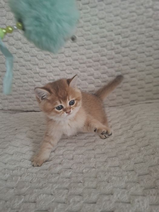 Продаются Шиншиллы