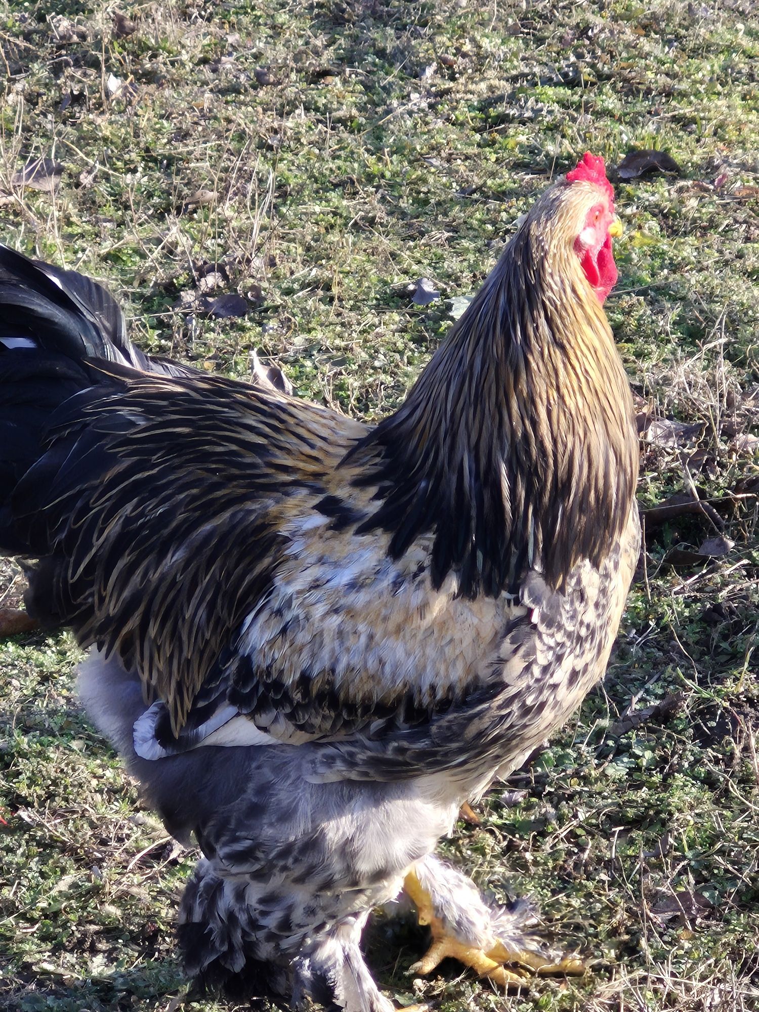 Pui , Oua si Cocoși Brahma