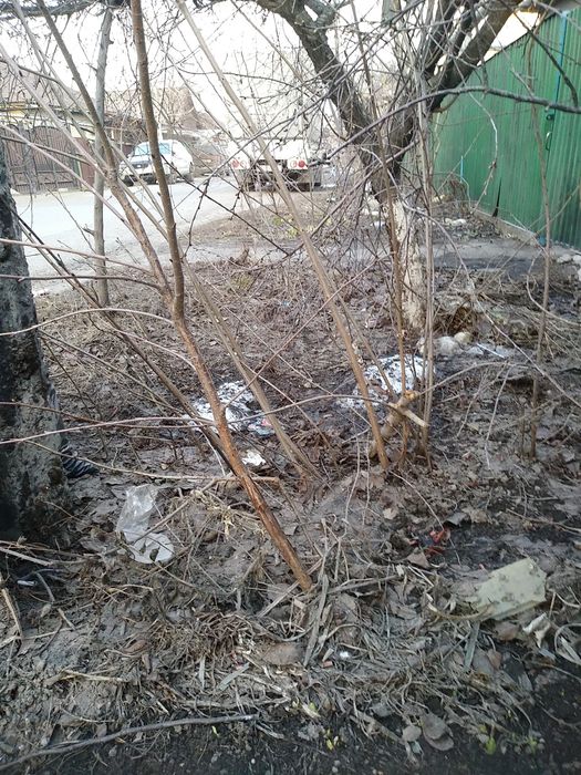 Саженцы разные. Бесплатно