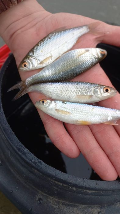 Сорга, карась,малек, живец.  Р-н Жазира