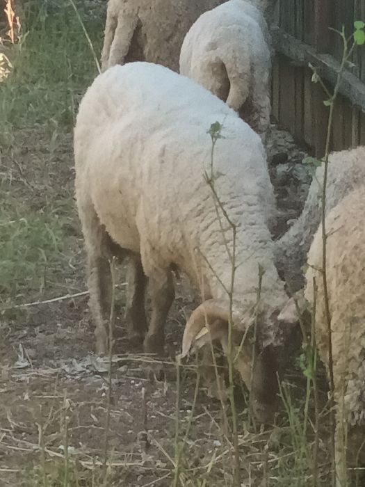 Berbecuti de vânzare