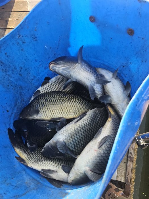 Crap romanesc vara 3