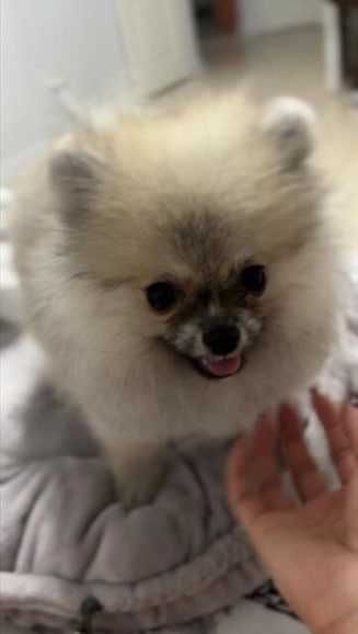 Отдаем в добрые руки нашего малыша шпица