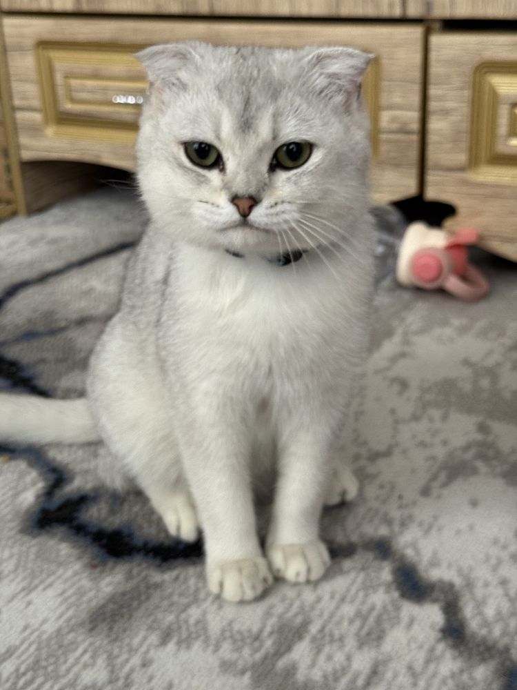 Scottish fold chinchilla mushik sotiladi